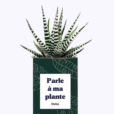 Pianta succulenta - Parla con la mia pianta