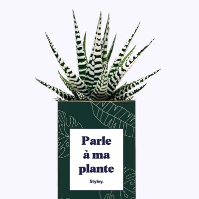 Planta suculenta - Habla con mi planta