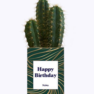 Cactus - Feliz cumpleaños