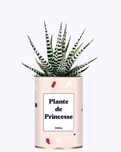 Plante grasse - Plante de Princesse