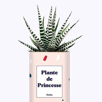 Plante grasse - Plante de Princesse