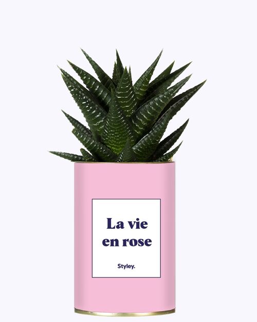Cactus - La vie en rose