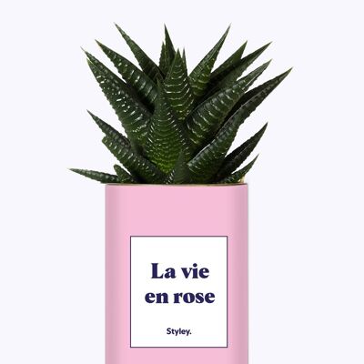 Cactus - La vida en rosa