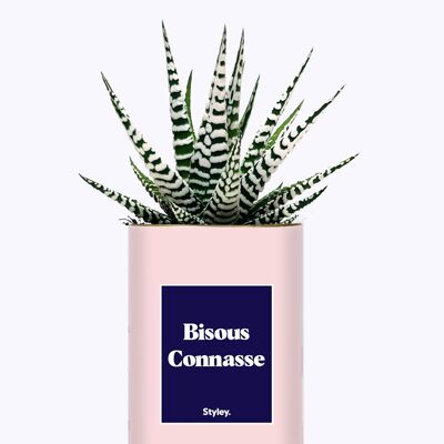 Planta - Besos CONasse