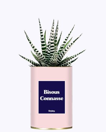 Plante - Bisous Connasse