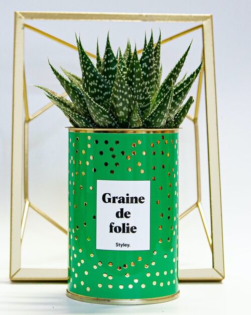 Plante - Graine de folie