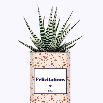 succulento - Congratulazioni