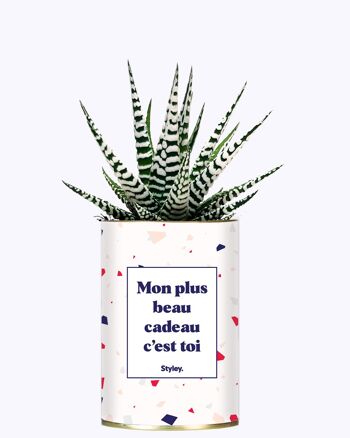 Plante & Cactus - Mon plus cadeau c'est toi