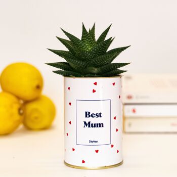 Plante - Best Mum 1