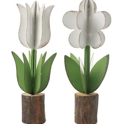 Blume im Topf 2 sort. 20 cm VE 6