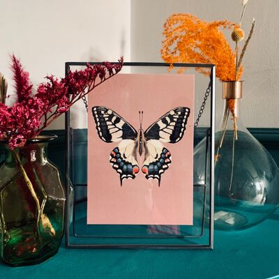 Ilustración original de mariposa cola de golondrina, impresión de arte de mariposa, pared de la galería de mariposas, impresión de insectos vintage, impresión de arte entomológico,
