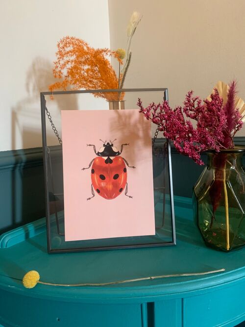 Lady Bird Original Illustration, Ladybird Art Print, Insects Gallery Wall, Vintage Insect Print, Enntomological Art Print, Lady Bug Print