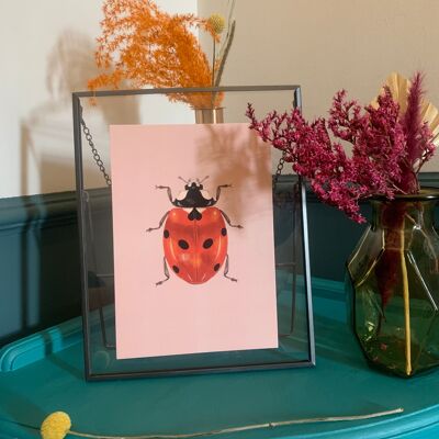 Ilustración original de Lady Bird, impresión de arte de Ladybird, pared de la galería de insectos, impresión de insectos vintage, impresión de arte entomológico, impresión de Lady Bug