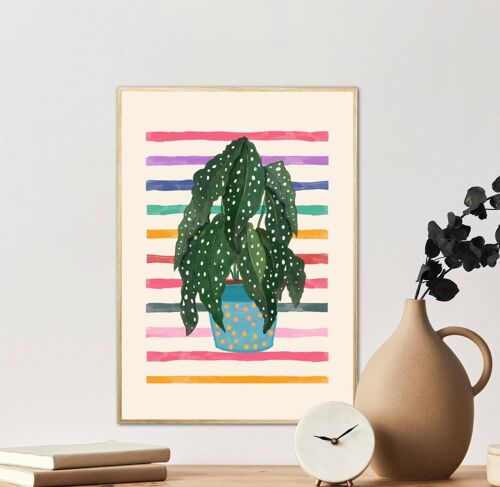 Spotted Begonia, Hand Drawn Plant Print, Colourful House Plant Print, Colour Pop Potted Plant, Cute Plant Print, Funky Print,