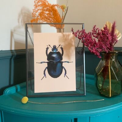 Ilustración original de escarabajo de menta azul, impresión de arte de escarabajo negro, pared de la galería de insectos, impresión de insectos vintage, impresión de arte entomológico,