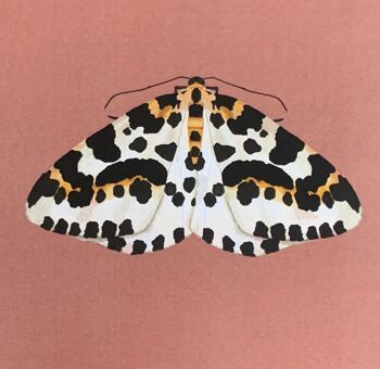 Magpie Moth Illustration originale, Moth Art Print, Insectes Gallery Wall, Vintage Insect Print, Enntomological Art Print, Moth Bug Print 3