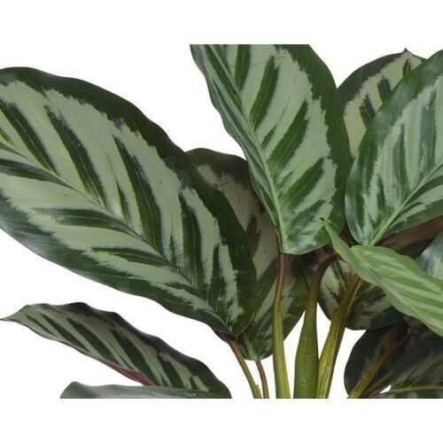 Decoris Calathea in pot polyester groen 35x35xH38cm