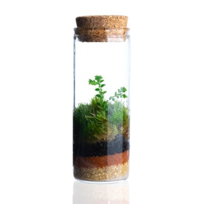 Self-sufficient terrarium with selaginella - Miniterra