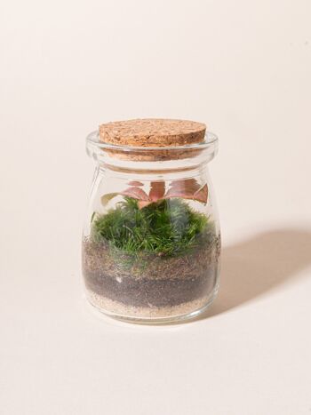 Terrarium autonome avec fitonia - Tinyterra 1