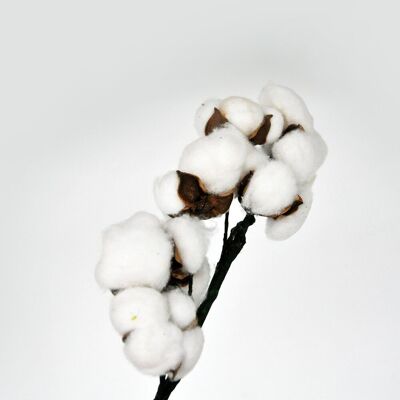 Juego de 2 ramas de algodón Al. 50 cm - Flores secas