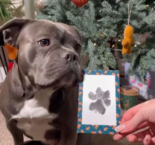 Achat Kit d'empreintes de pattes d'animaux de compagnie, cadeau de Noël pour  chiens et chats : Kit sur le thème des bonhommes en pain d'épices en gros