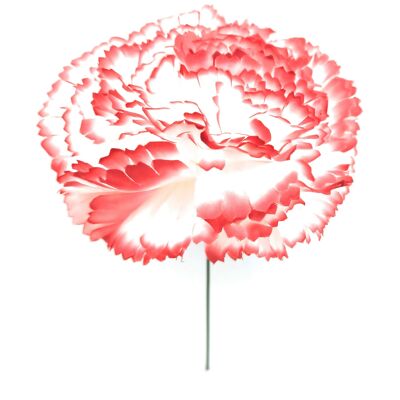 Große Nelke Flamenco Blume Haar weiß rot Ø13cm