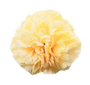 Fleur d'oeillet flamenco Hair Ø9cm Jaune clair 4