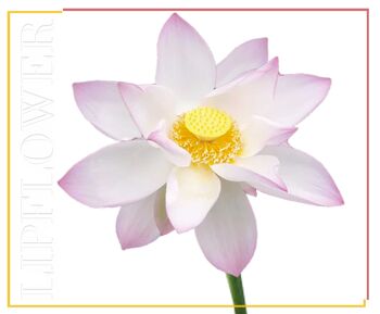 193 Lotus Lip Flower Lipstick 💚 Vegan BIO, sans dioxyde de titane 2