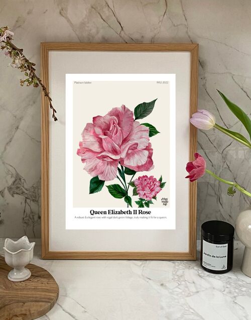 The Language of Flowers Queen Elizabeth Rose Giclée Print