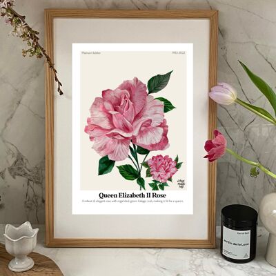 Le langage des fleurs Reine Elizabeth Rose Giclée Print