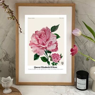 El lenguaje de las flores Queen Elizabeth Rose Giclée Print