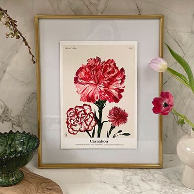 The Language of Flowers Carnation Giclée Print