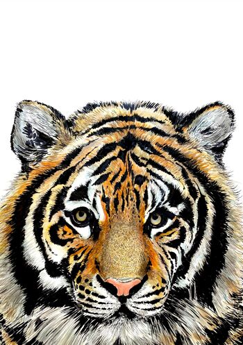 Tigre Giclée Print 4