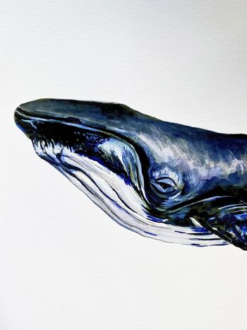 Baleine Giclée Print 2