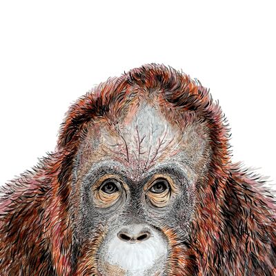 Impresión Giclée de orangután
