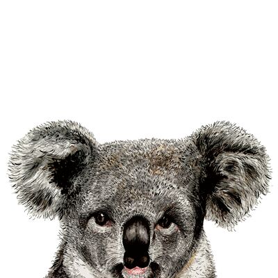 Impresión giclée de koala