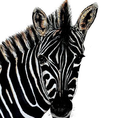 Zebra Giclée Print