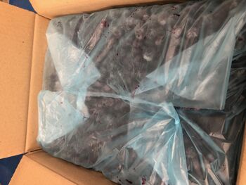 [SURGELÉ] Myrtilles Cultivées BIO - 14kg 2