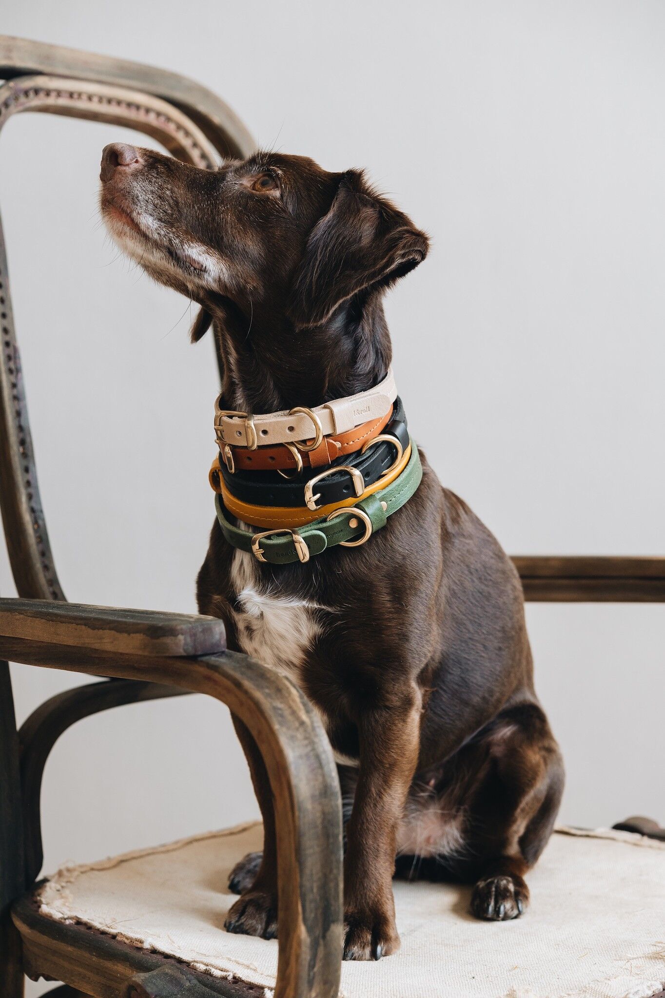 Filson leather cheap dog collar