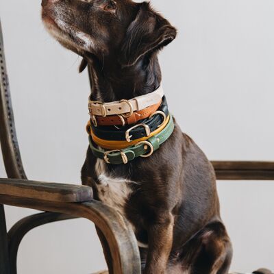 Lightweight dog collar. Fir air