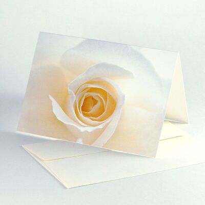 10 elegant cards with recycled envelopes: white rose