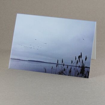10 cartes de sympathie avec enveloppes lignées : Roseaux au bord du lac 2