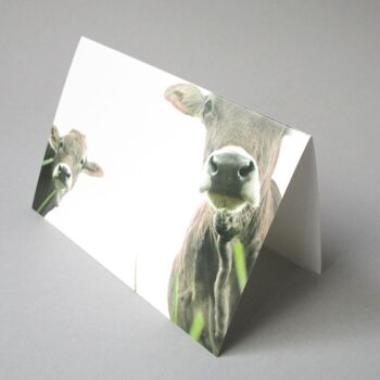 10 cartes de vœux amusantes avec enveloppes vertes de mai : vache et veau 2