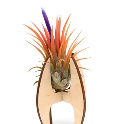 Air plant holder S