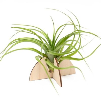 Airplant holder 'Crescent'