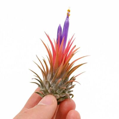 Tillandsia rosita