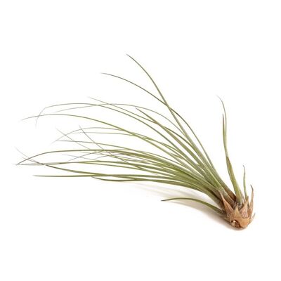 Tillandsia juncea