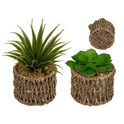 Decorative succulents in a seagrass pot,