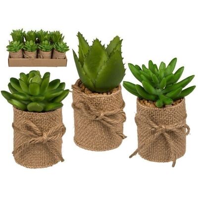 Decorative succulents in a pot with jute fabric,