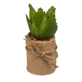 Succulentes décoratives dans un pot avec toile de jute, 4